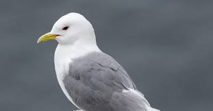 Attēlu rezultāti vaicājumam “Rissa tridactyla adult”