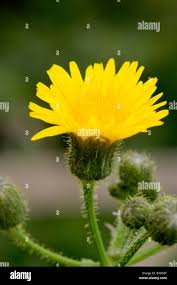 Attēlu rezultāti vaicājumam “Hieracium vulgatum”