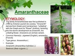 Attēlu rezultāti vaicājumam “Amaranthaceae”