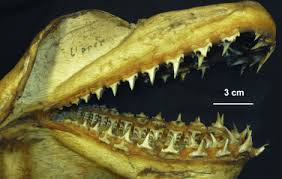 Image result for Lamna nasus