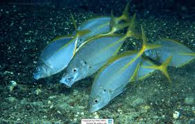 Image result for Pseudocaranx dentex