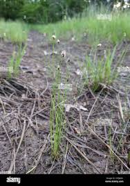 Attēlu rezultāti vaicājumam “Eleocharis uniglumis flower”