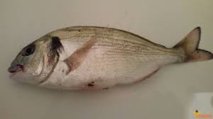 Image result for Sparus aurata