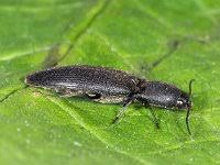 Attēlu rezultāti vaicājumam “Ectinus aterrimus”