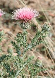 Attēlu rezultāti vaicājumam “Cirsium x rigens”