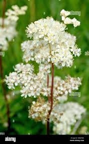 Attēlu rezultāti vaicājumam “Filipendula ulmaria  flower”