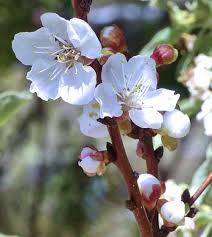 Attēlu rezultāti vaicājumam “Prunus armeniaca”