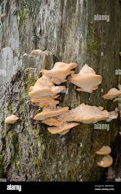 Attēlu rezultāti vaicājumam “Climacocystis borealis”