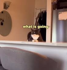 Image result for invisible cat