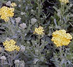 Attēlu rezultāti vaicājumam “Achillea salicifolia flower”