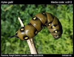 Attēlu rezultāti vaicājumam “Hyles gallii imago”