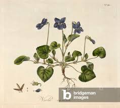 Attēlu rezultāti vaicājumam “Viola canina fruit”