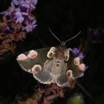 Attēlu rezultāti vaicājumam “Thyatira batis larva”