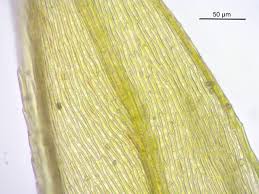 Attēlu rezultāti vaicājumam “Rhynchostegiella tenella”