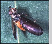 Attēlu rezultāti vaicājumam “Trichia longipalpis”