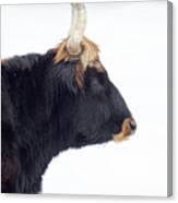 Attēlu rezultāti vaicājumam “Bos primigenius taurus”