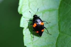 Attēlu rezultāti vaicājumam “Scaphidium quadrimaculatum”