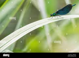Attēlu rezultāti vaicājumam “Calopteryx virgo male”