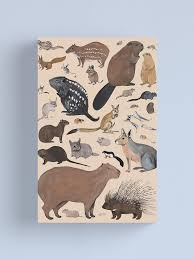 Attēlu rezultāti vaicājumam “Rodentia”