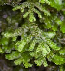 Attēlu rezultāti vaicājumam “Porella platyphylla”