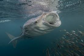 Image result for Rhincodon typus