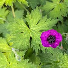Image result for Geranium `Sandrine`