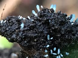 Attēlu rezultāti vaicājumam “Penicillium vulpinum”