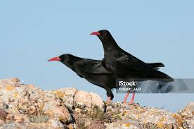 Image result for Pyrrhocorax pyrrhocorax