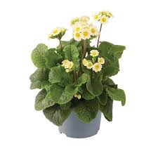 Image result for Primula veris