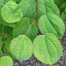 Attēlu rezultāti vaicājumam “Cercidiphyllum japonicum fruit”