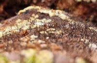 Attēlu rezultāti vaicājumam “Ophiostoma polyporicola”