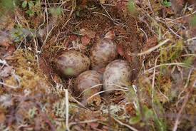 Attēlu rezultāti vaicājumam “Gallinago gallinago eggs”