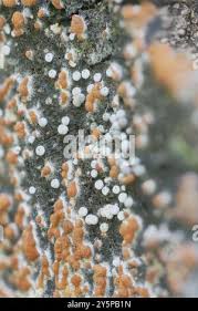 Attēlu rezultāti vaicājumam “Lasiosphaeria ovina”