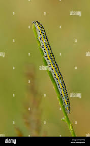 Attēlu rezultāti vaicājumam “Shargacucullia scrophulariae”