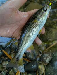 Image result for Alosa mediocris