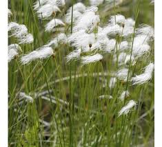 Attēlu rezultāti vaicājumam “Trichophorum alpinum”