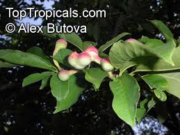 Attēlu rezultāti vaicājumam “Magnolia kobus fruit”