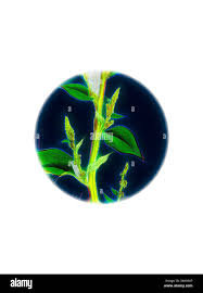 Attēlu rezultāti vaicājumam “Chenopodium polyspermum var. acutifolium flower”