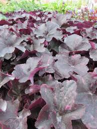 Image result for Heuchera `Midnight Rose`