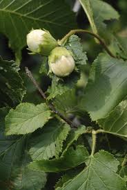 Attēlu rezultāti vaicājumam “Corylus avellana fruit”