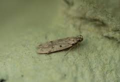 Attēlu rezultāti vaicājumam “Gelechia rhombella”