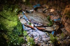 Image result for Callinectes sapidus