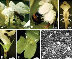 Attēlu rezultāti vaicājumam “Lamium album flower”