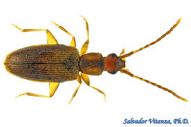 Attēlu rezultāti vaicājumam “Silvanidae”