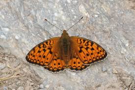 Attēlu rezultāti vaicājumam “Argynnis niobe underside”