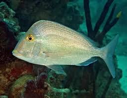 Image result for Stenotomus chrysops