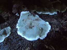 Attēlu rezultāti vaicājumam “Kretzschmaria deusta”