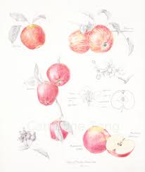 Attēlu rezultāti vaicājumam “Malus domestica”