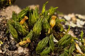 Attēlu rezultāti vaicājumam “Orthotrichum pumilum sporophyte”