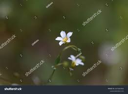 Attēlu rezultāti vaicājumam “Linum catharticum fruit”